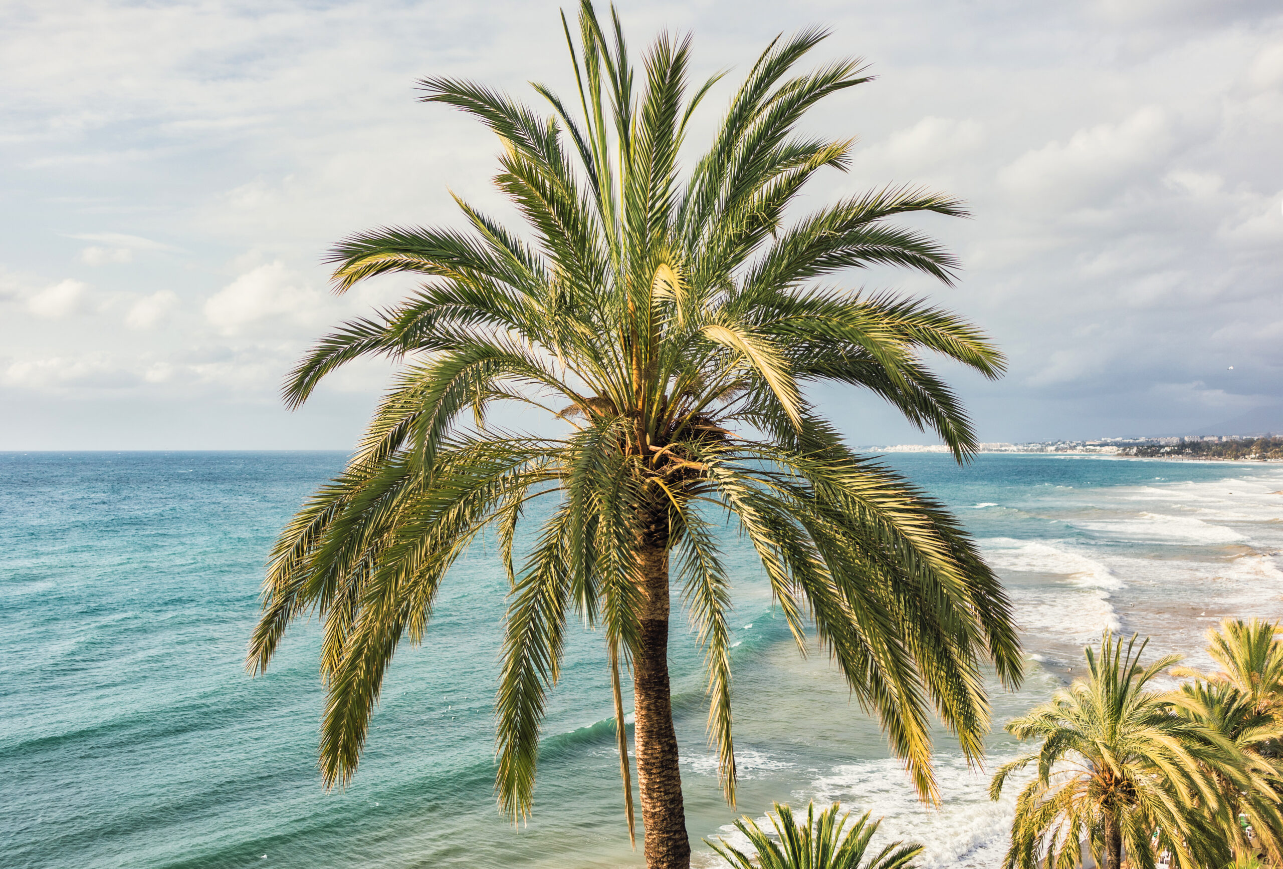close up of palm tree on cloudy sky and sea background