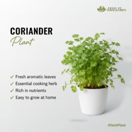 Fresh Coriander Plant (Dhania) — Essential Kitchen Herb Pakistan