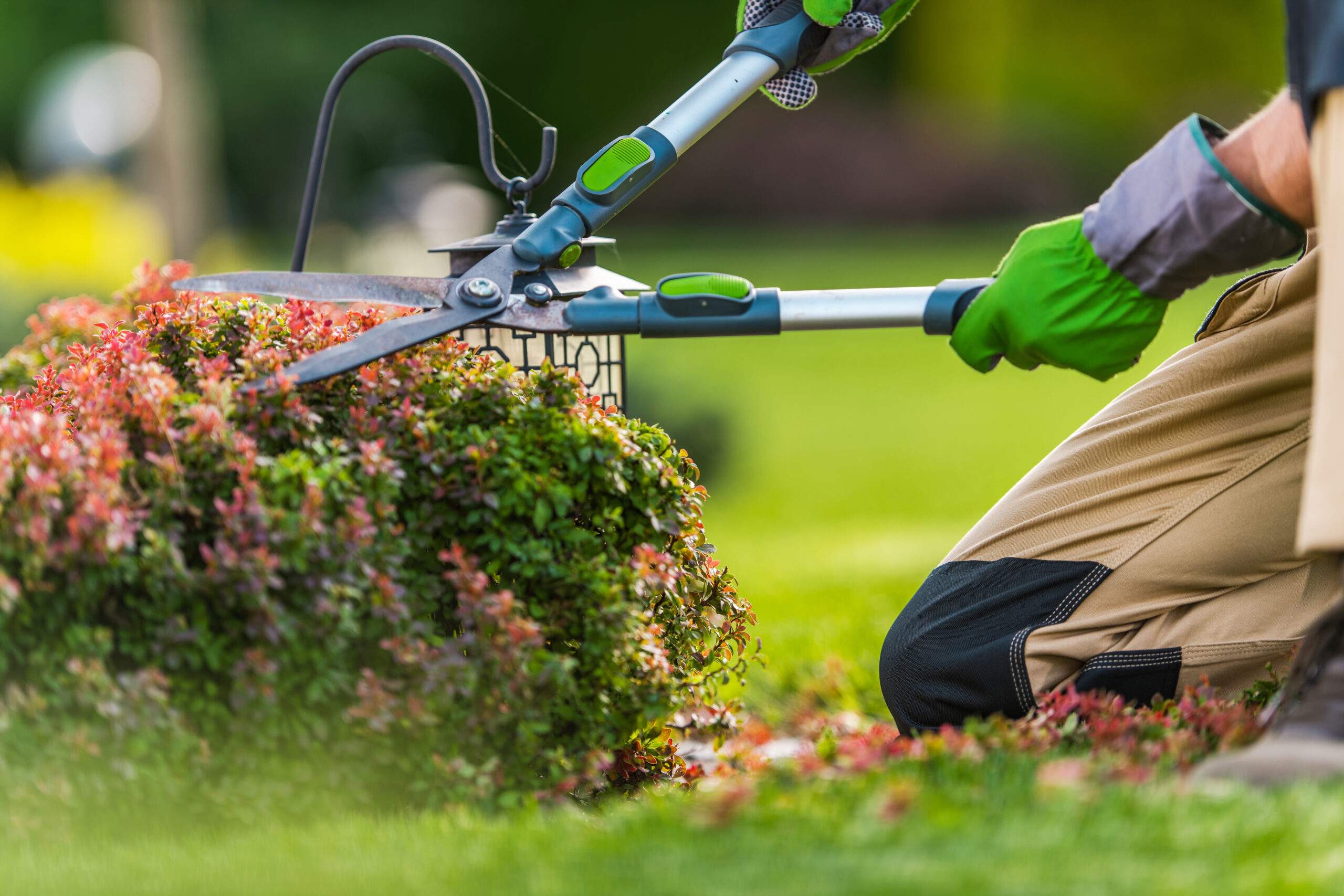 A gardener wearing gloves skillfully trims colorful ornamental bushes with pruning shears in a lush green yard on a sunny afternoon.