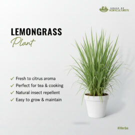 Fresh Lemongrass Plant — Aromatic Herb for Tea & Garden Pakistan