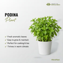 Fresh Mint Plant (Podina) — Aromatic Herb for Kitchen Garden