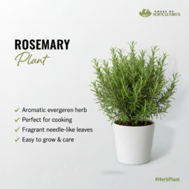 Fresh Rosemary Plant — Aromatic Herb for Kitchen & Garden