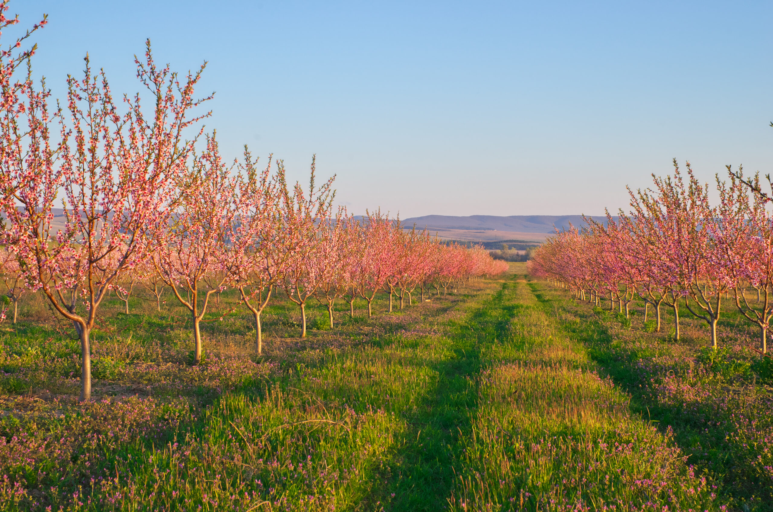 Spring of peach garden. The blossoming trees and blue sky.