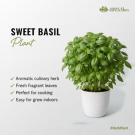Fresh Basil Plant  — Aromatic Herb for Home & Kitchen