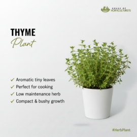 Fresh Thyme Plant — Compact Aromatic Herb for Kitchen & Garden