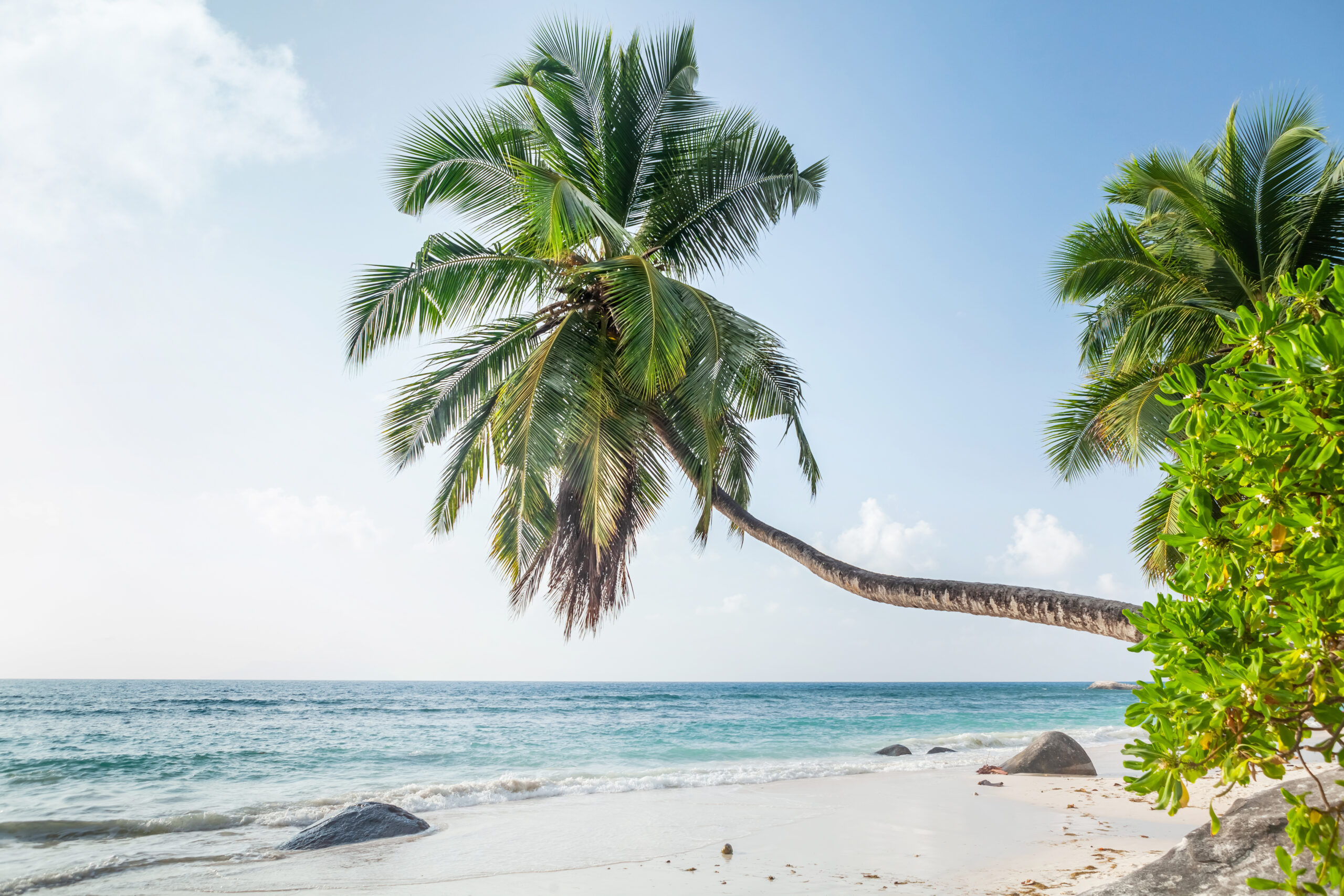 Tropical beach with palm trees and turquoise sea
